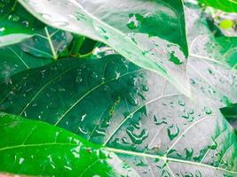 verde le foglie quello siamo bagnato perché essi erano schizzato di acqua piovana, vicino su foto