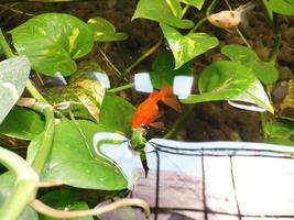 colorato pesce rosso e acqua fiori foto