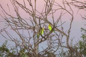 Australia verde pappagallo a tramonto foto