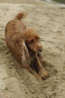 inglese cocker spaniel cane giocando su il spiaggia foto