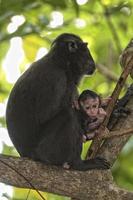 crestato nero macaco mentre guardare a voi nel il foresta foto