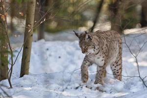 lince nel il neve foto