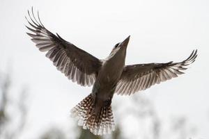 kookaburra Australia ridendo uccello ritratto foto