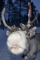 renna ritratto nel inverno neve tempo foto