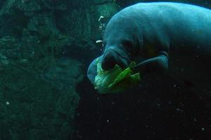 lamantino vicino su ritratto mentre mangiare foto