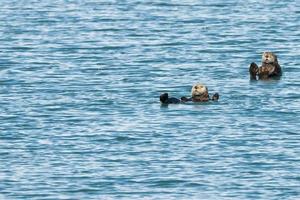 mare lontra nel Principe William suono, alaska foto