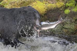 un' nero orso mangiare un' salmone nel un' fiume con spruzzo e sangue alaska veloce cibo foto