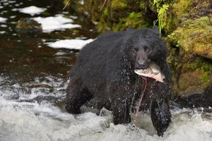 un' nero orso guardare a voi mentre mangiare un' salmone pesce nel un' fiume foto