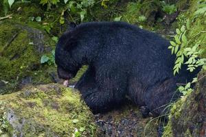 isolato nero orso mentre mangiare un' salmone nel alaska foto