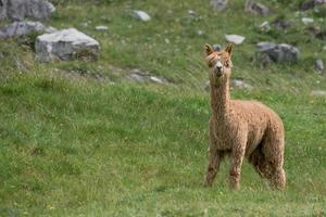 alpaca ritratto mentre guardare a voi foto