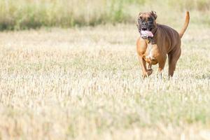 un' pugile giovane cucciolo cane mentre in esecuzione foto