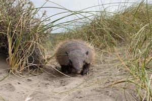 patagonia armadillo vicino su ritratto foto