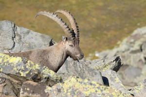 isolato stambecco cervo lungo corno pecora stambecco foto