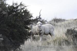 pecora gregge su patagonia erba sfondo foto