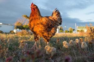 meditabondo gallina e pulcini nel un' azienda agricola foto