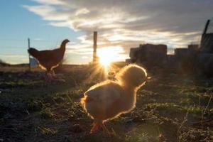 meditabondo gallina e pulcini nel un' azienda agricola foto