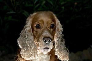 inglese cocker spaniel cane foto