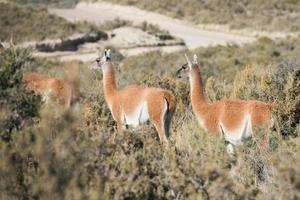 guanaco ritratto nel argentina patagonia foto