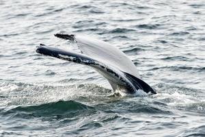 gobba balena coda mentre andando giù nel il in profondità oceano foto