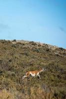 guanaco ritratto nel argentina patagonia foto