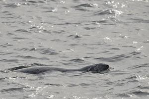 un' foca mentre nuoto foto