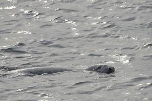 un' foca mentre nuoto foto