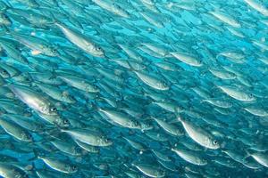 all'interno di un banco di pesci sott'acqua foto