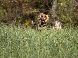 contento cucciolo cane cocker spaniel nel il verde erba foto