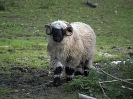 muflone In arrivo per voi foto