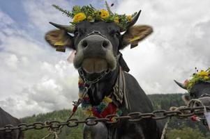 mucca Regina con fiore corona foto