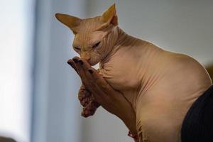 sphynx gatto vicino su ritratto foto