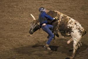 un' mucca ragazzo giocando il rodeo fuggi fuggi foto