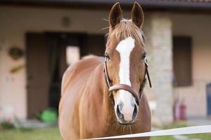 cavallo al di fuori il Casa foto