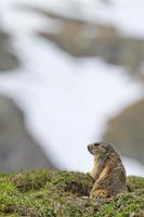 isolato marmotta ritratto mentre In arrivo per voi foto