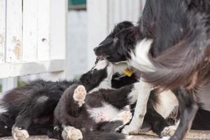 confine collie cucciolo cane e madre foto