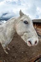 pazzo bianca cavallo vicino su foto