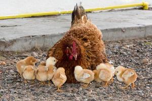 meditabondo gallina e pulcini nel un' azienda agricola foto