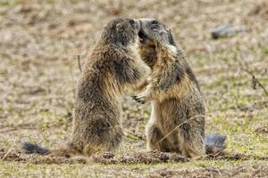 Due marmotta mentre combattente foto