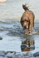 inglese cocker spaniel cane a piedi su acqua foto
