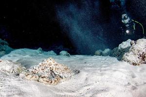 polpo subacqueo ritratto a caccia nel sabbia foto
