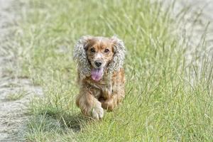 contento cucciolo cane in esecuzione per voi foto