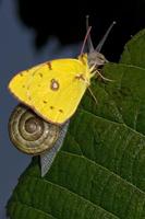 giallo farfalla su un' lumaca foto