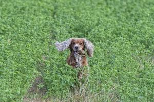 contento cucciolo cane in esecuzione per voi foto