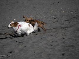 contento cane cocker spaniel giocando a il spiaggia foto