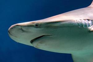 squalo nel acquario foto