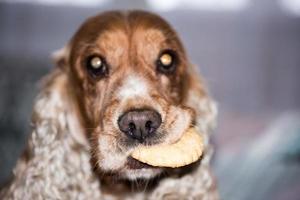 giovane cane Tenere un' biscotto foto