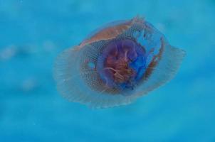 un' Medusa vicino su nel il in profondità blu mare foto