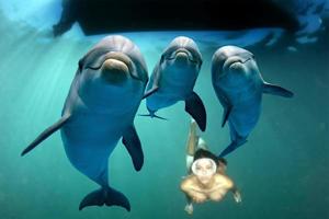 tre delfini vicino su ritratto subacqueo mentre guardare a voi foto