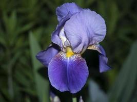 iris fiore isolato vicino su macro foto