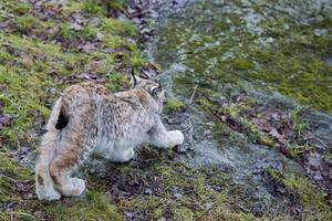 lince nel il erba foto